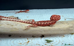 Bearded Dragon reptiles for sale: Red Monster x Spanish Red baby Bearded Dragons - Image 5