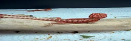 Bearded Dragon reptiles for sale: Red Monster x Spanish Red baby Bearded Dragons - Advert 5