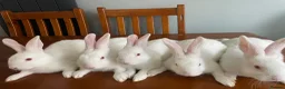 New Zealand rabbits for sale: New Zealand white rabbits  - Advert 2