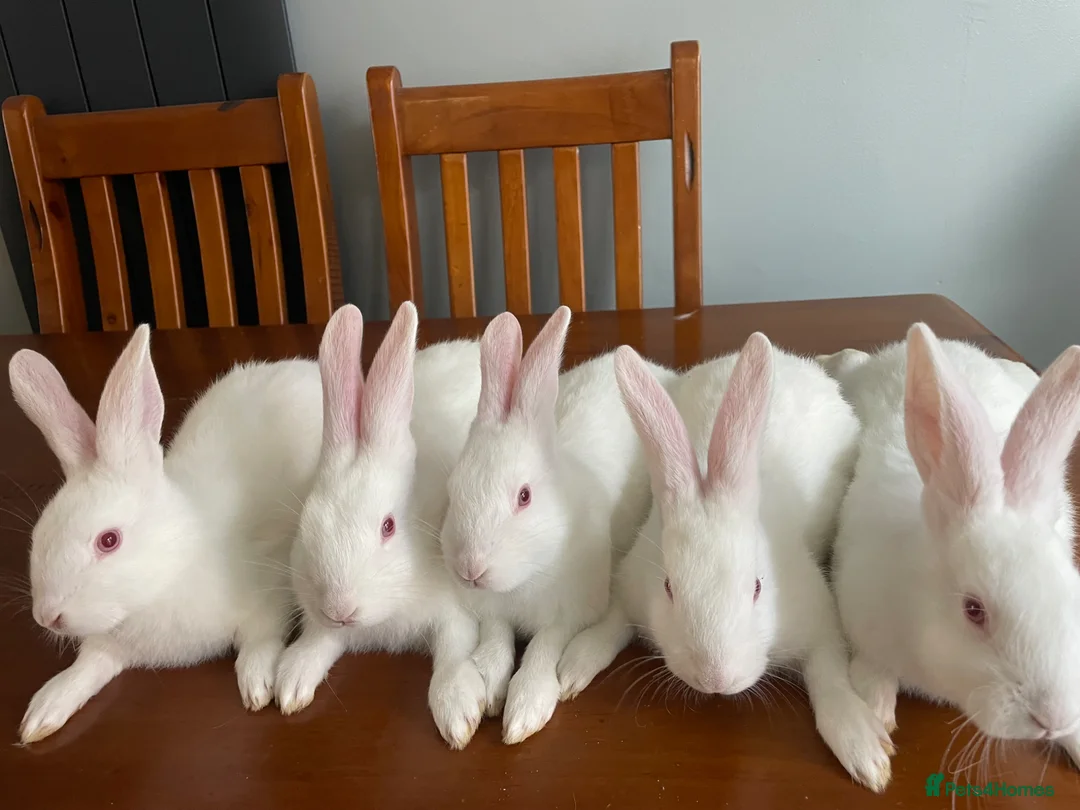 New Zealand rabbits for sale: New Zealand white rabbits  - Advert 2