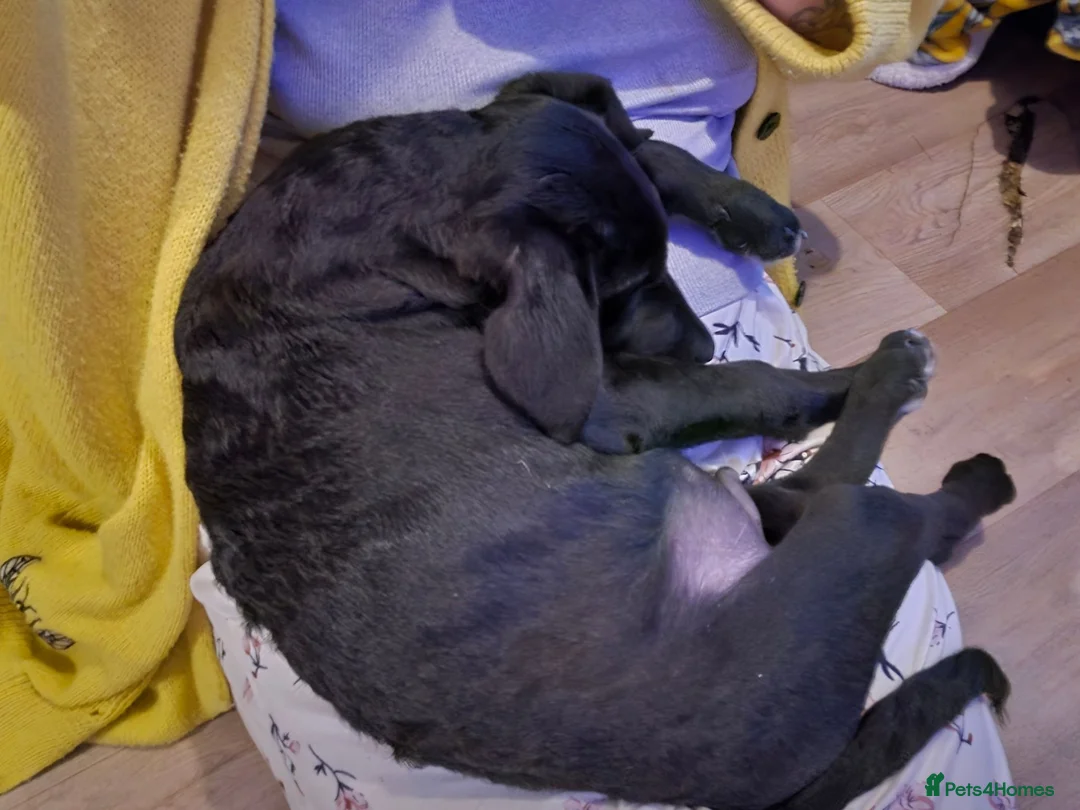 Labradoodle dogs for sale: 6 month old black labradoodle male black - Advert 2
