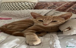 American Shorthair cats for sale: Very friendly ginger kitten  - Image 4