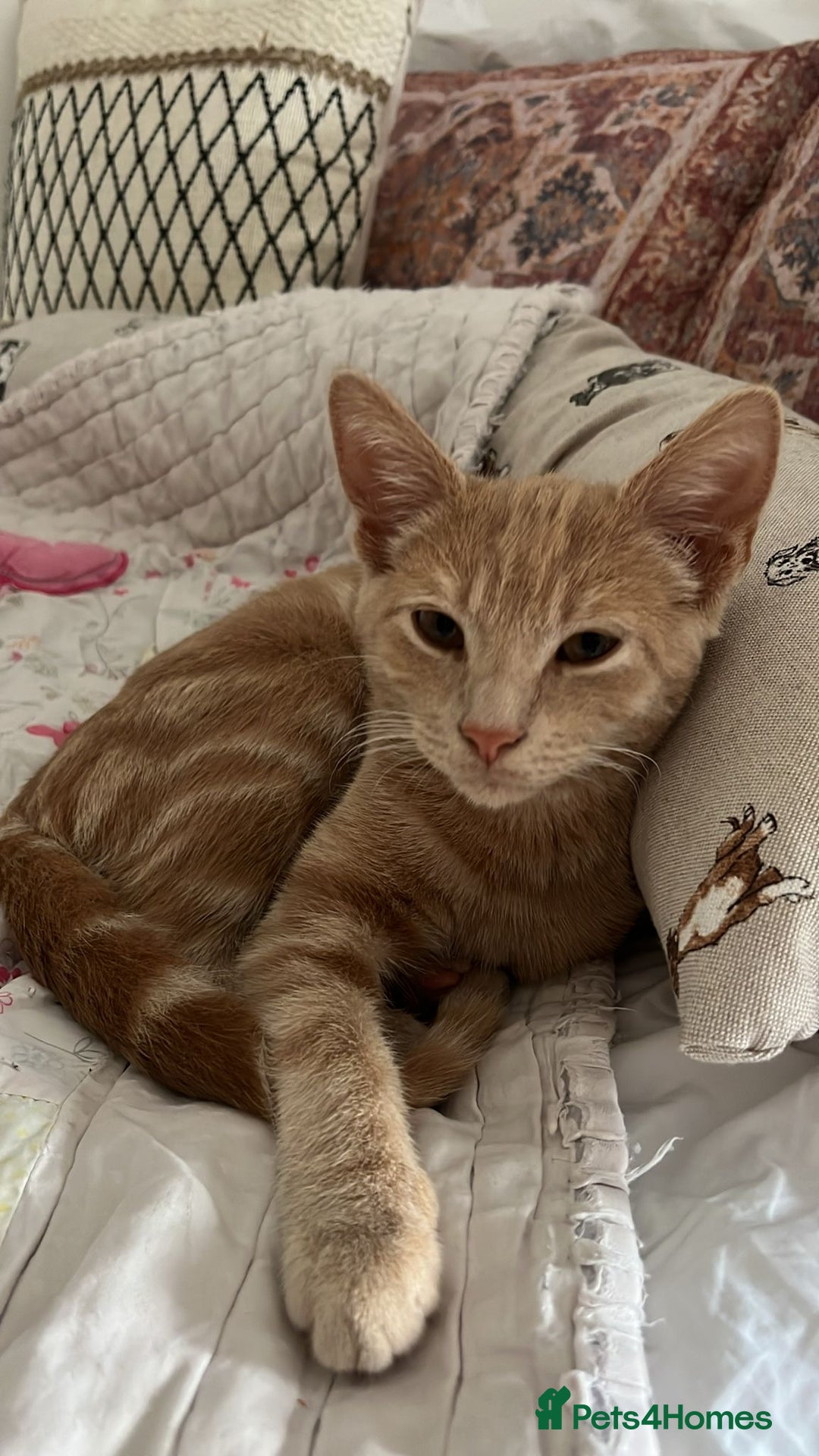 American Shorthair cats for sale: Very friendly ginger kitten  - Image 4