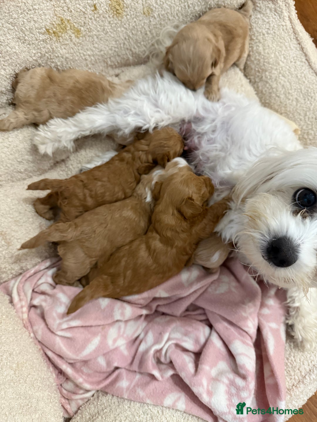 Maltipoo dogs for sale: Real life teddy bear f1 Maltipoos ❤️💥 - Image 15