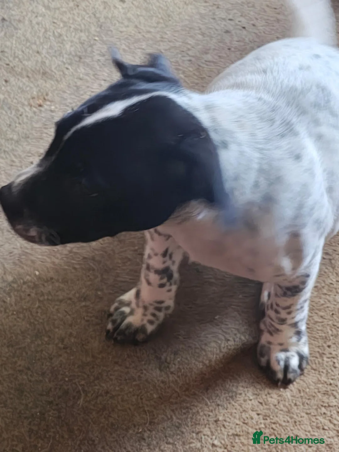 Mixed Breed dogs for sale: 5 puppies half staffs looking for good home in Kidwelly - Advert 2