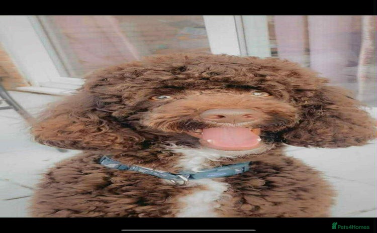 Miniature Poodle dogs - Advert 1