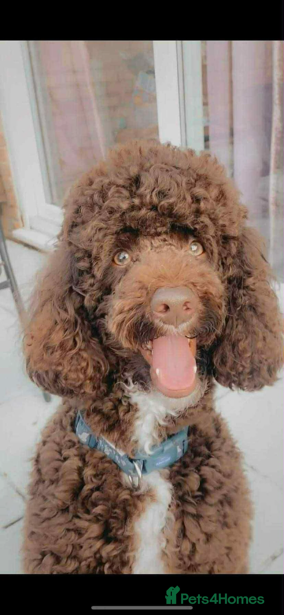 Miniature Poodle dogs for stud: Proven🏆, miniature poodle - Advert 2