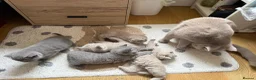 British Shorthair cats for sale: Adorable British Shorthair Kittens  in Coventry - Advert 9