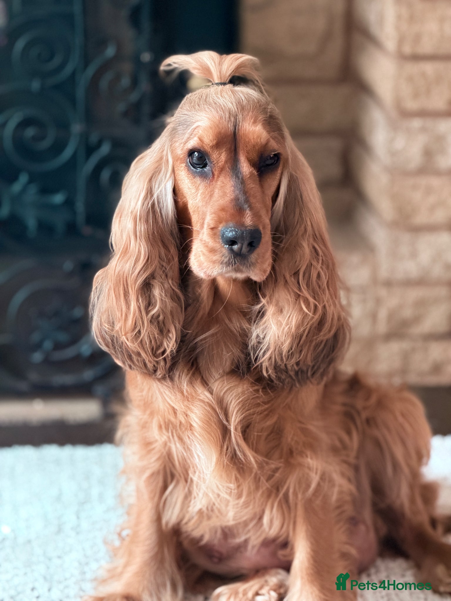 Cocker Spaniel dogs Champion Bloodline KC Show Cocker Spaniel Puppies  - Advert 2