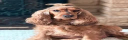 Cocker Spaniel dogs for sale: Champion Bloodline KC Show Cocker Spaniel Puppies  - Advert 3