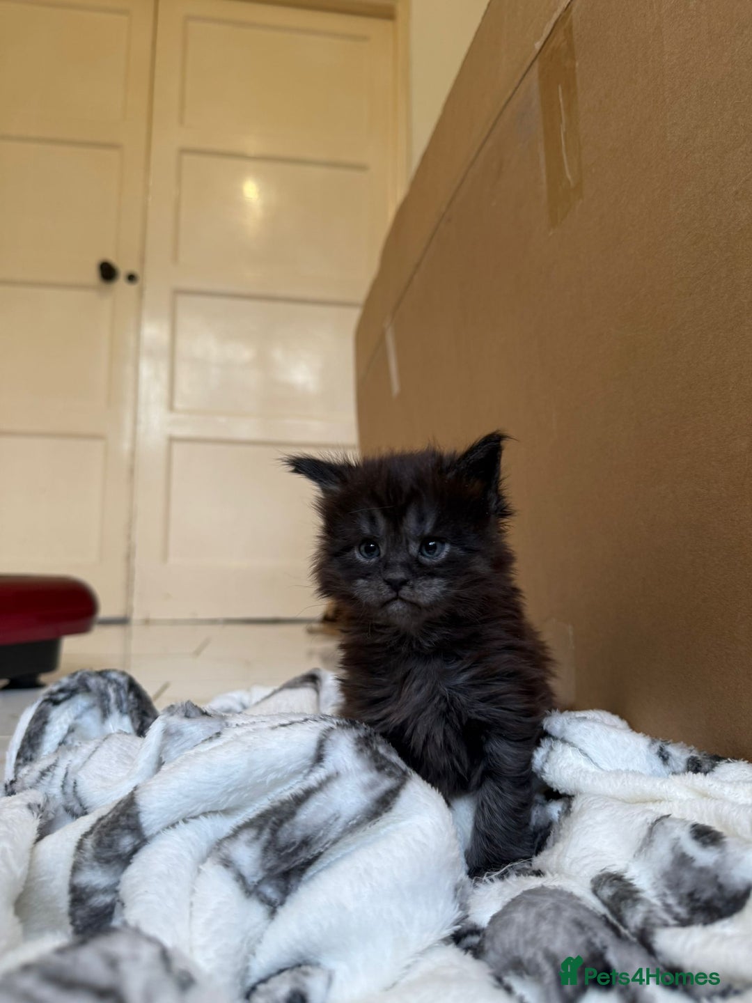 Maine Coon cats for sale: Pedigree Tica Russian Import line Maine Coons - Advert 22
