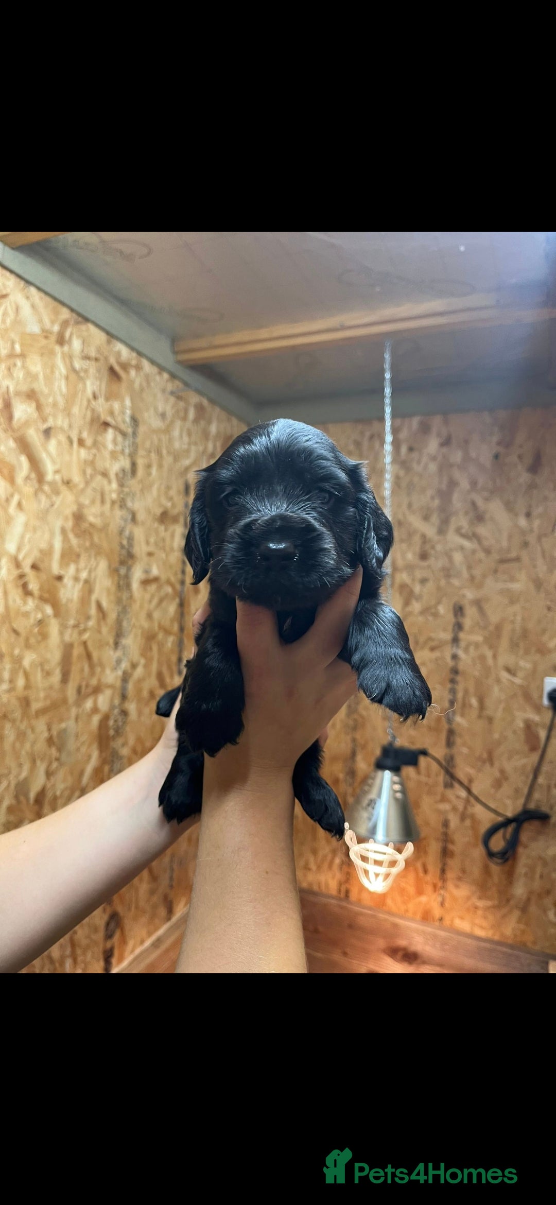 Cocker Spaniel dogs for sale: KC reg Working Cocker Spaniel Pups - Image 6