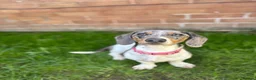 Miniature Dachshund dogs for sale: Pied dapple Miniature dachshund  in Knottingley - Advert 2