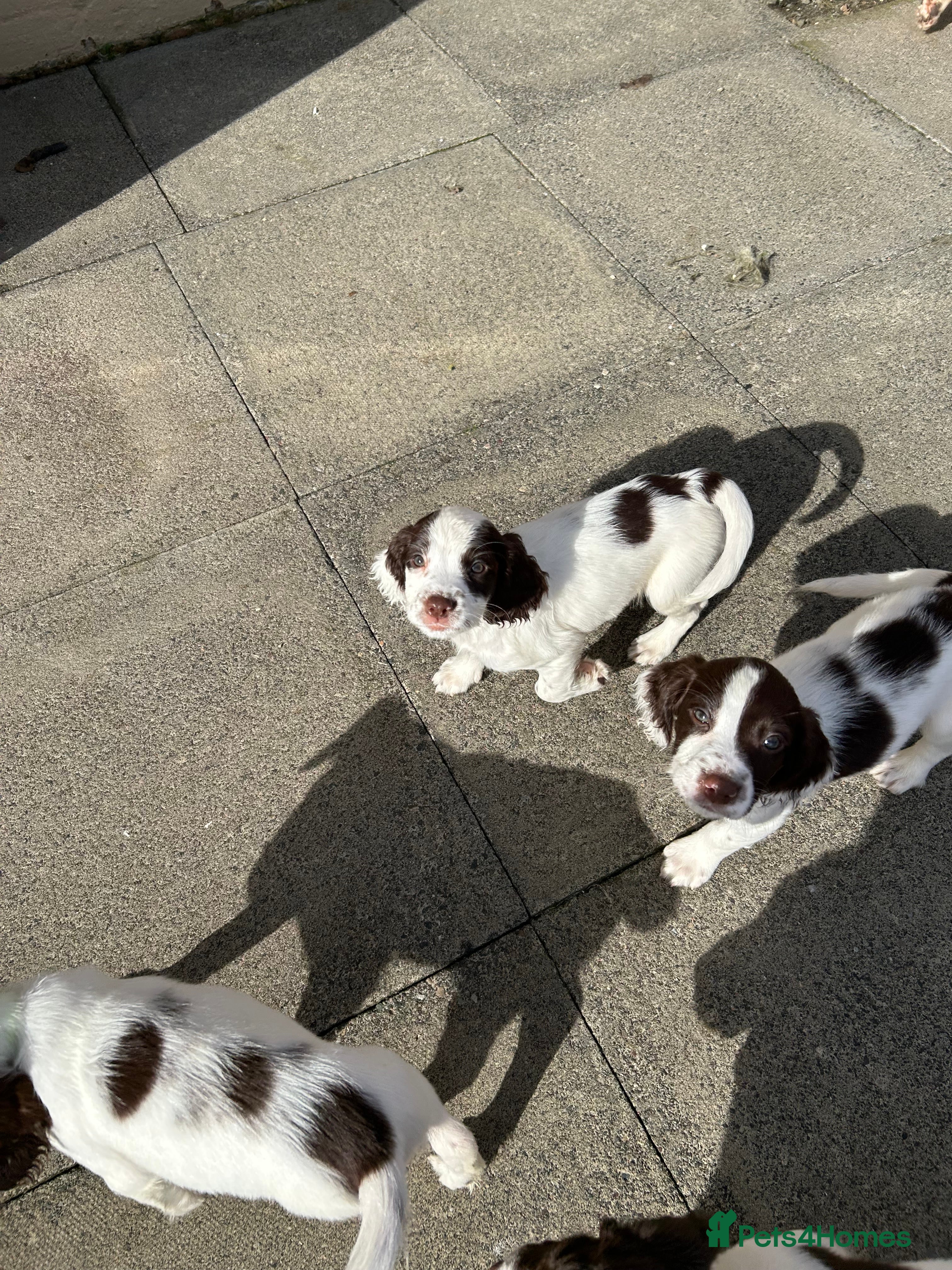English Springer Spaniel dogs Gorgeous springer spaniel puppies - Advert 5