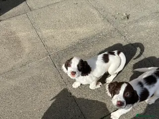 English Springer Spaniel dogs Gorgeous springer spaniel puppies - Advert 5