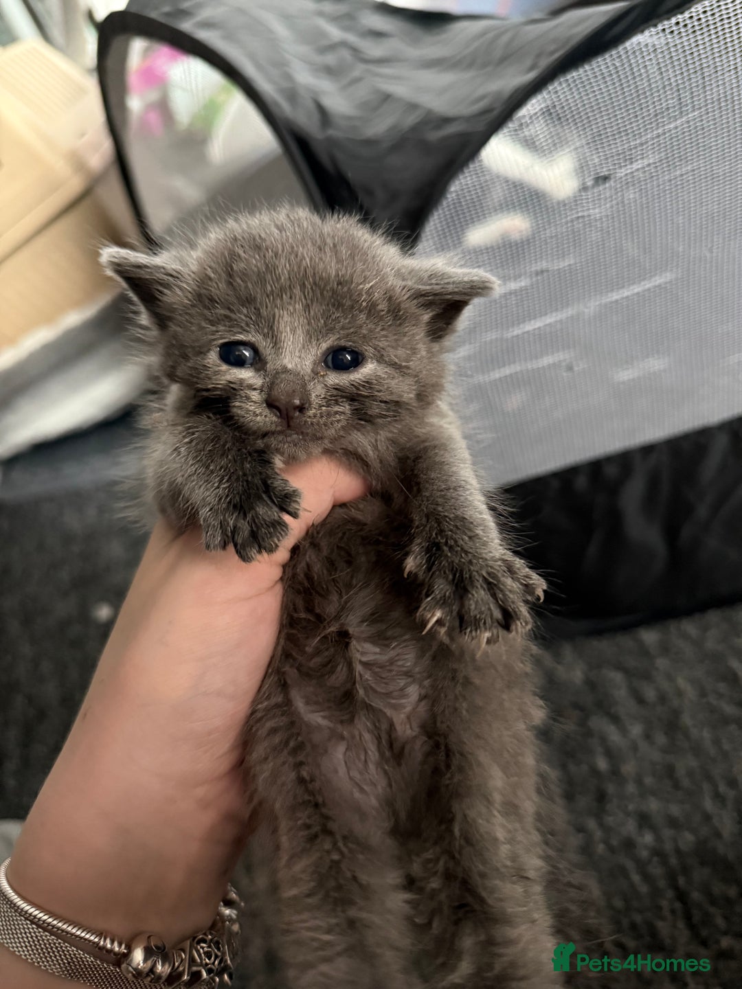 Mixed Breed cats for sale: mixed breed kittens for sale - Image 12