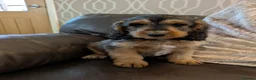 Cockapoo dogs for sale: Ready f1 Show/Toy boy for his forever home - Advert 5