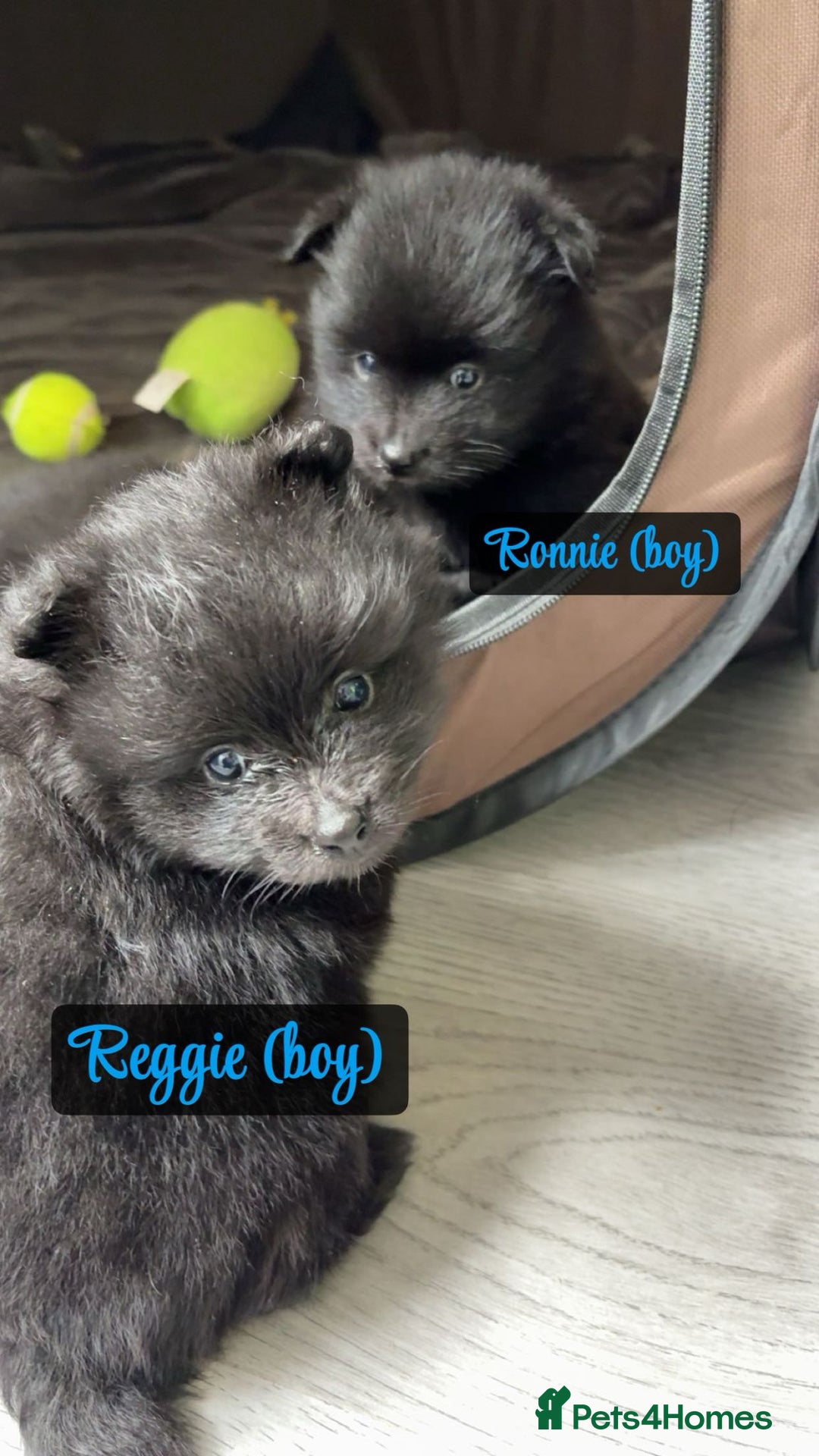 Pomeranian dogs for sale: 😍😍😍 beautiful pom pups 😍😍😍 - Image 7