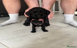 Cocker Spaniel dogs for sale: ****only 2 left****Stunning cocker puppies - Image 12