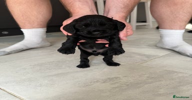 Cocker Spaniel dogs - Advert 6