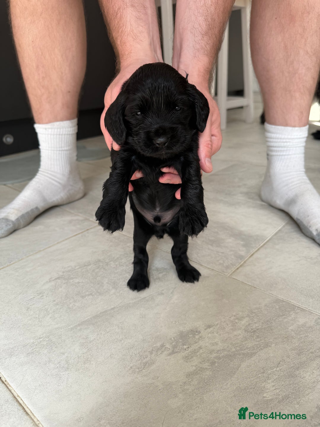 Cocker Spaniel dogs for sale: ****only 2 left****Stunning cocker puppies - Image 12