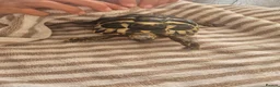 Hermann Tortoise reptiles for sale: Hermanns Tortoise  - Advert 2