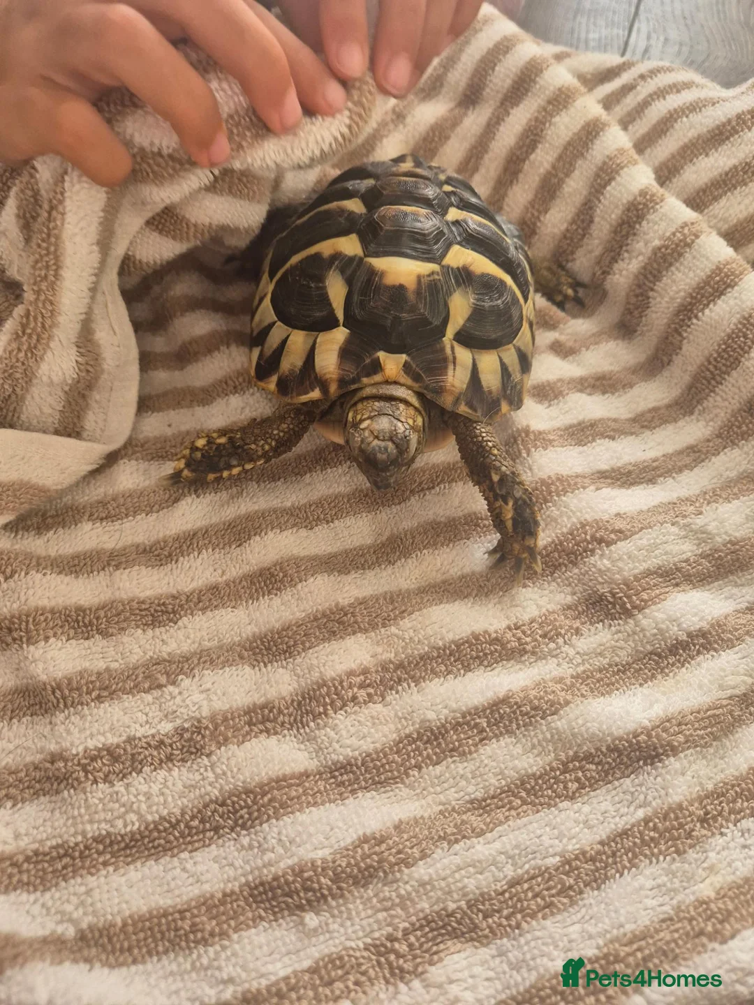 Hermann Tortoise reptiles for sale: Hermanns Tortoise  - Advert 2