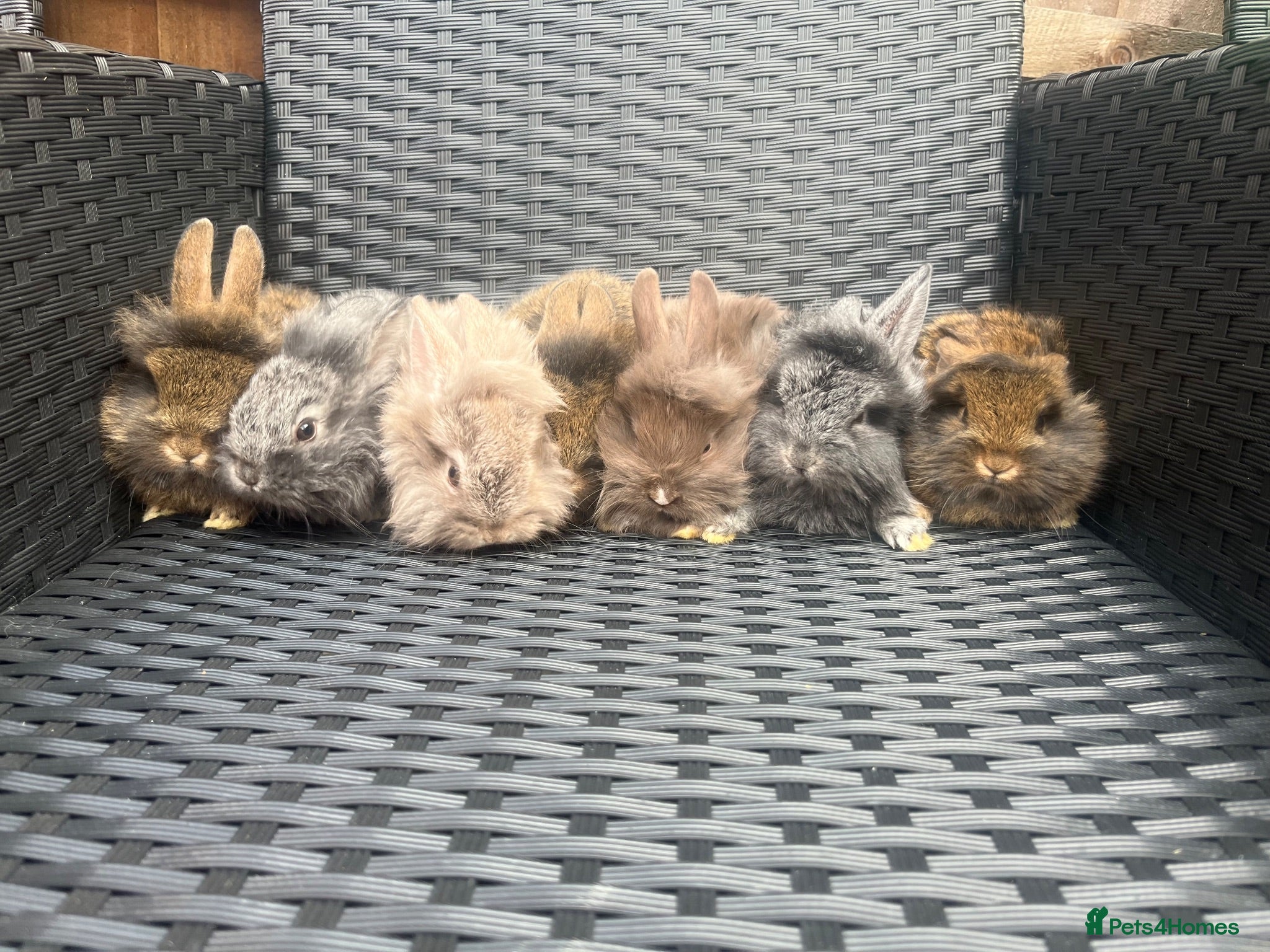 Mini Lion Lop rabbits Lion lops for sale - Advert 3