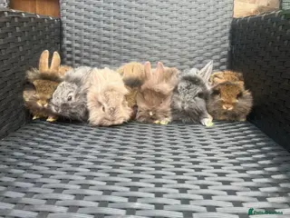 Mini Lion Lop rabbits Lion lops bunnies ready to leave 11th September - Advert 8