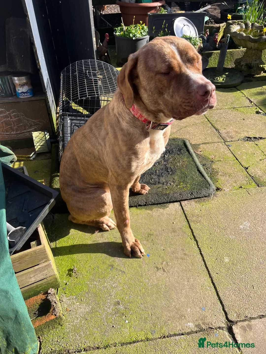 Mixed Breed dogs for sale: Female Dog - Advert 6