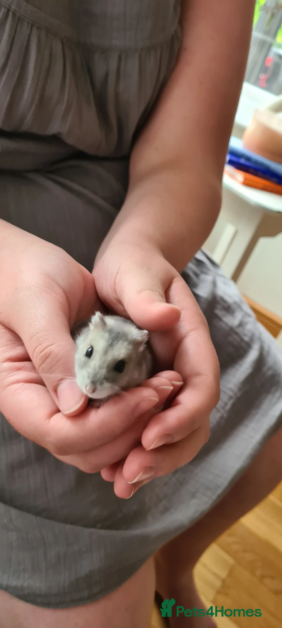 Hamster rodents for sale: Winter White dwarf hamster with cage and supplies in Dartford - Advert 2