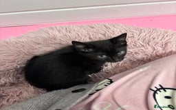 Mixed Breed cats for sale: Female kitten for sale - Image 3