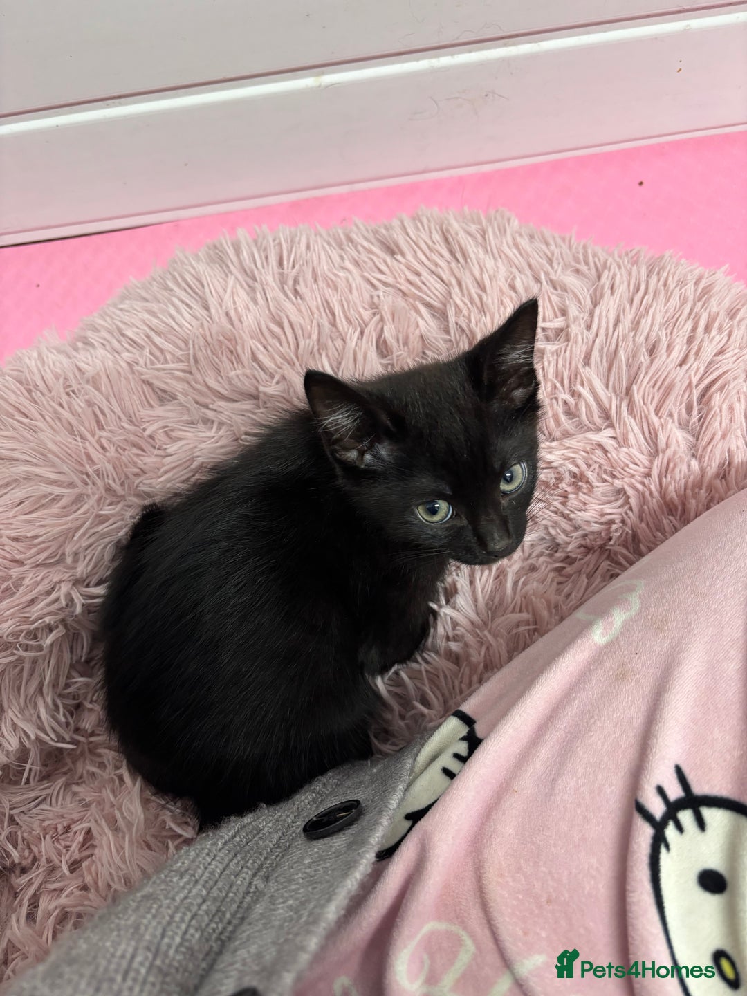 Mixed Breed cats for sale: Female kitten for sale - Image 3