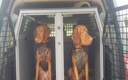 Hungarian Vizsla dogs for stud: Mr David McKerron  - Image 4