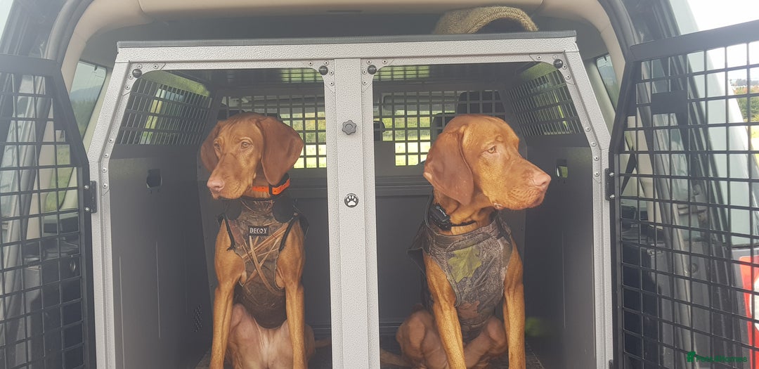 Hungarian Vizsla dogs for stud: Mr David McKerron  - Image 4