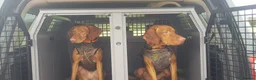 Hungarian Vizsla dogs for stud: Mr David McKerron  - Advert 4