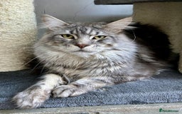 Maine Coon cats for sale: Maine coon kittens•Ready to leave•Fully vaccinated - Image 28