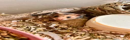 Hamster rodents for sale: Syrian hamster babies in Andover - Advert 13
