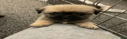 Shih Tzu dogs for sale: 8 beautiful shih-tzu pups  - Advert 21