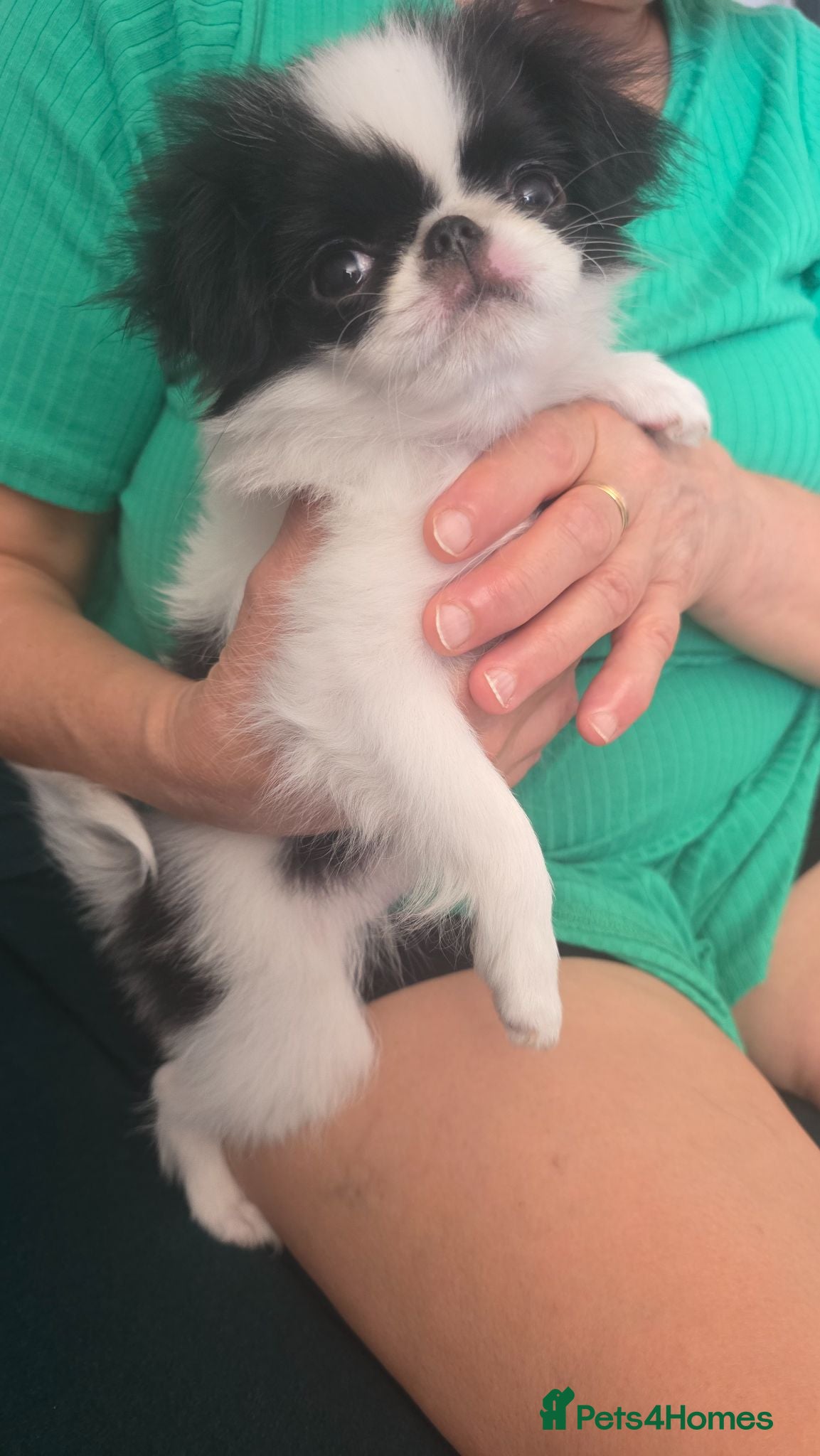 Japanese Chin dogs Beautiful Japanese Chin puppies - Advert 1