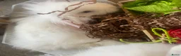 Cashmere Lop rabbits for sale: Cashmere Holland lop bunnies - Advert 9