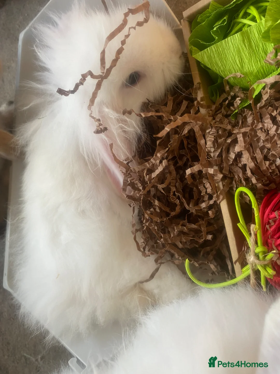 Cashmere Lop rabbits for sale: Cashmere Holland lop bunnies - Advert 9