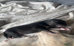 Whippet dogs for sale: 2 Whippet Pups one male one female - Image 2
