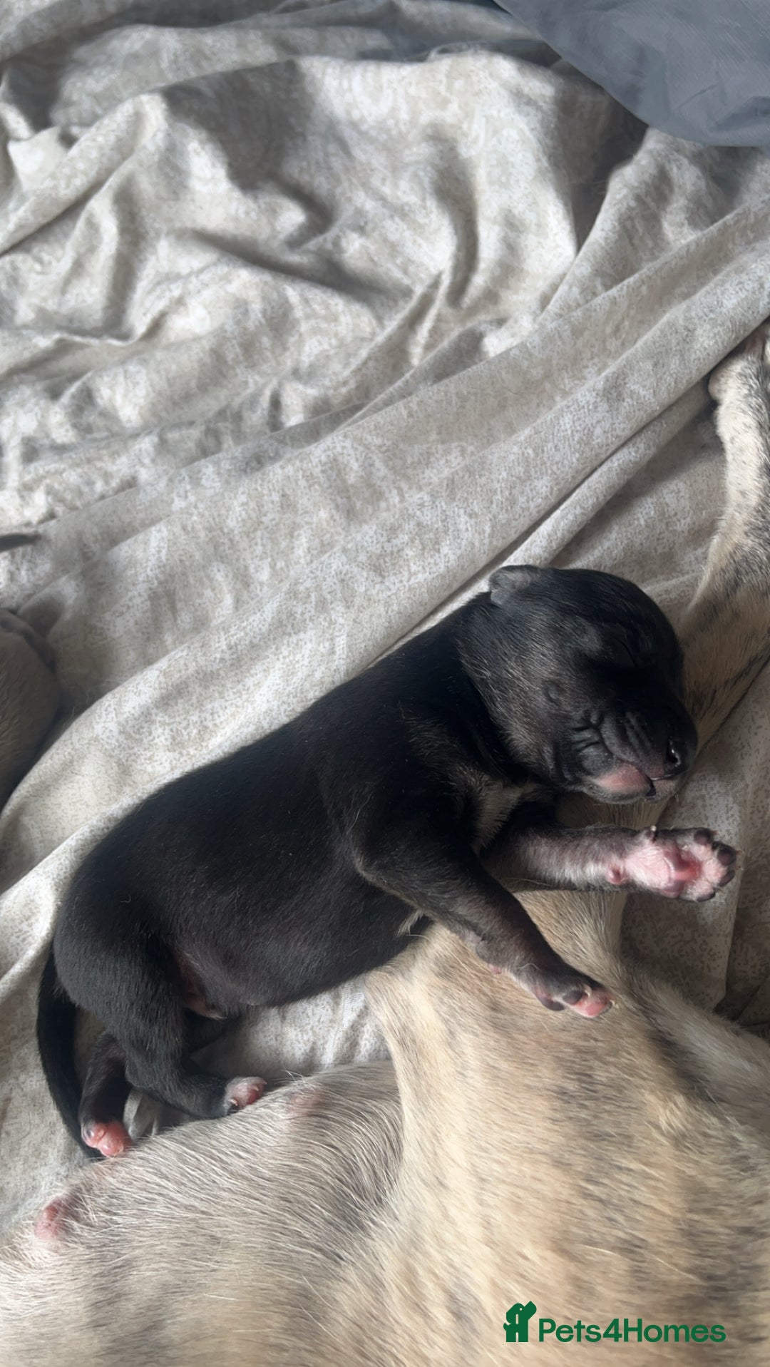 Whippet dogs for sale: 2 Whippet Pups one male one female - Image 2
