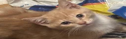 Mixed Breed cats for sale: The Most Adorable Kittens - Advert 16