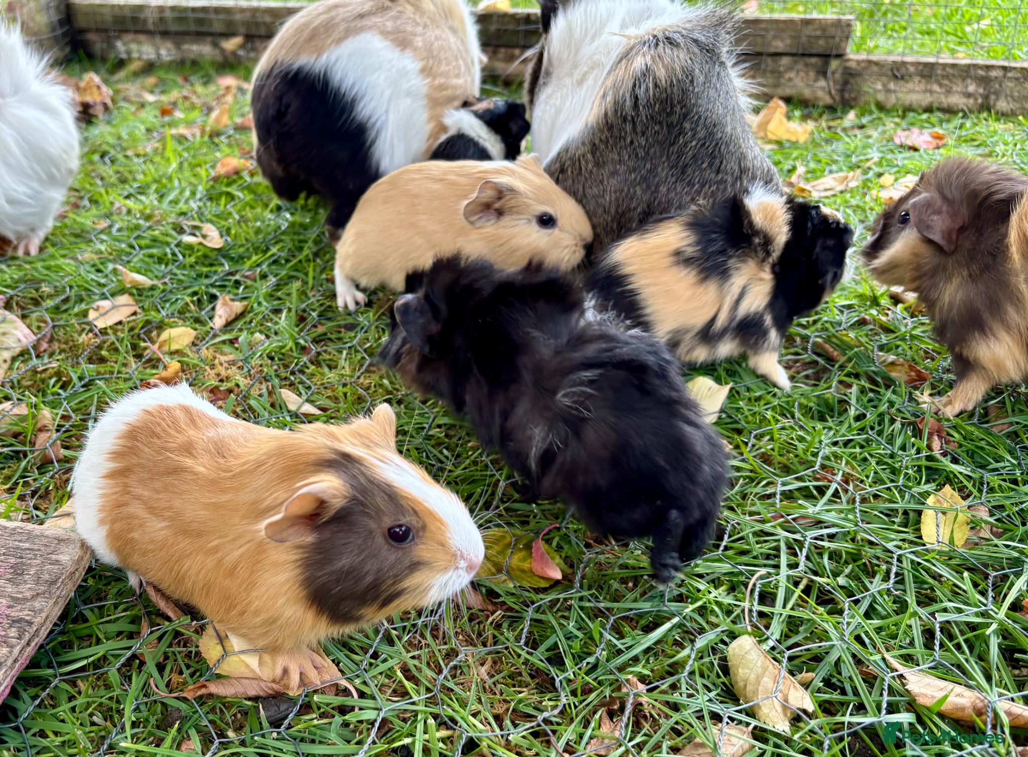 Guinea Pig rodents for sale: Baby Guinea Pigs for sale  - Advert 4
