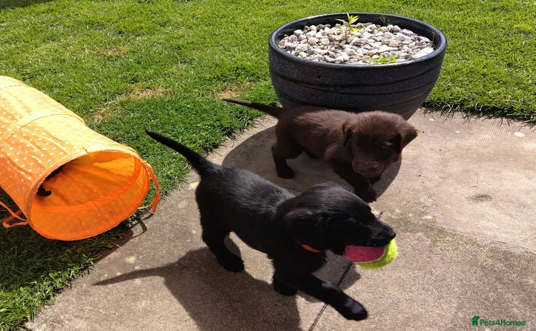 Flat coated Retriever dogs in Falkirk - Advert 1