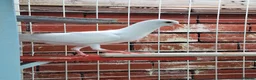 Pigeons birds for sale: Pair of Pouter Pigeons for sale - Advert 5