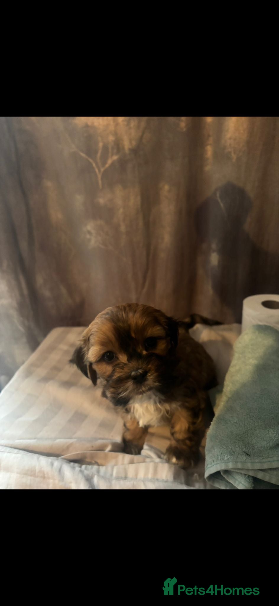 Mixed Breed dogs ** 1 MALE PUP LEFT ** Cava-Tzu puppies for sale  - Advert 13