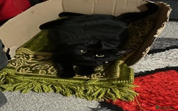 Bombay cats for sale: Adorable Kittens Looking for Their Forever Homes! - Advert 1